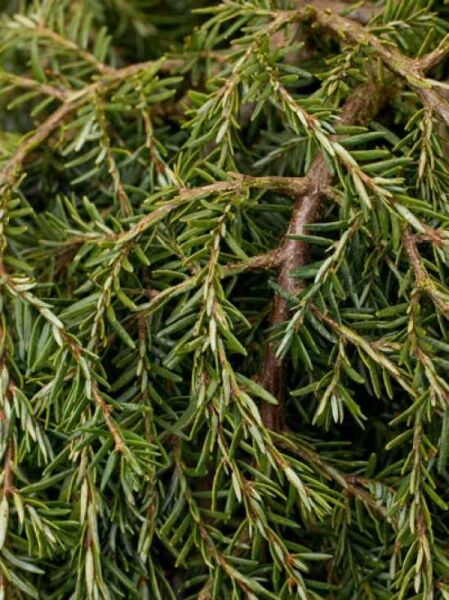 Kriechende Hemlocktanne 'Cole's Prostrate' / Tsuga canadensis 'Cole's Prostrate'