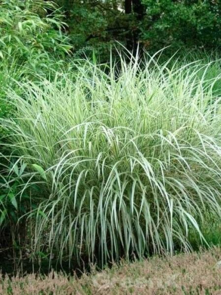 Miscanthus sinensis 'Variegatus' / Weißbuntes Chinaschilf