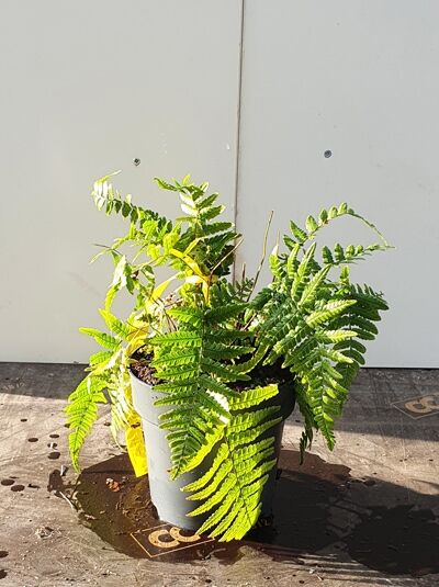 Dryopteris goldiana (Riesen-Wurmfarn) C2 im Topf mit grünen, gefiederten Farnwedeln, kompakter Wuchsform.