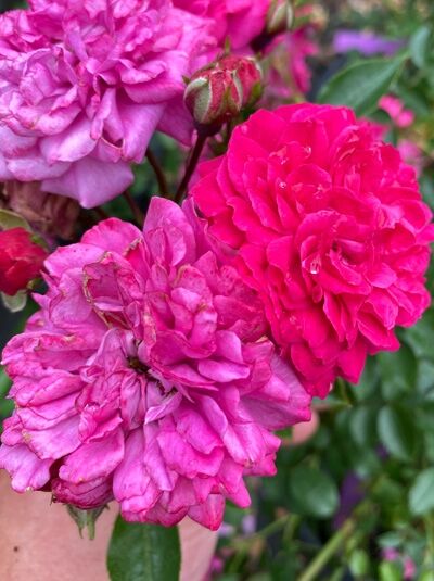 Rosa 'Roxy' ® ADR-Rose / Zwergrose 'Roxy' ® ADR-Rose mit dicht gefüllten, pinkfarbenen Blüten und Knospen am Strauch