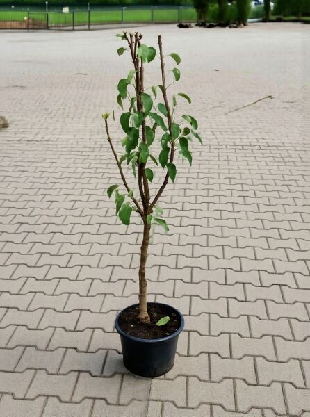 Pyrus communis 'Williams Christ' (Birne 'Williams Christ'/'Bartlett') 100-125 cm C5, junger Obstbaum im Topf mit grünem Laub
