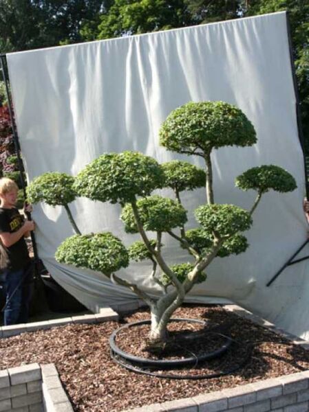 Garten-Bonsai (101151) / Ulmus minor 'Jacqueline Hillier' H: 185 cm B: 220 cm