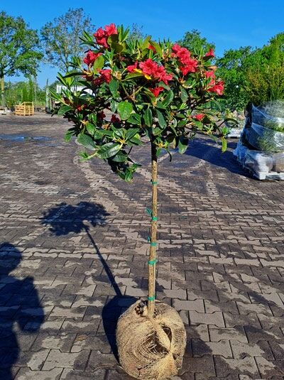 Rhododendron 'Lisetta' auf Stamm - Rhododendron haematodes 'Lisetta' auf Stamm