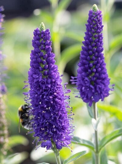Langblättriger Ehrenpreis &#039;Marietta ®&#039; / Veronica longifolia &#039;Marietta ®&#039;