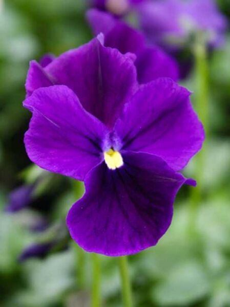 Horn-Veilchen 'Roem van Aalsmeer' / Viola cornuta 'Roem van Aalsmeer'