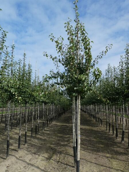 Pyrus communis 'Konferenzbirne' / Birne 'Konferenzbirne' Hochstamm 14-16 StU mit Drahtballen, Baum mit Stamm und Krone im Feld