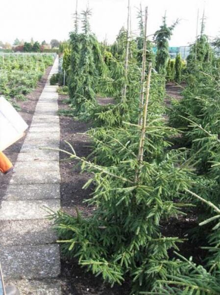 Picea orientalis 'Aureospicata' / Goldspitzenfichte 125-150 cm m. B., aufrecht wachsender Nadelbaum mit grünen Zweigen im Beet.