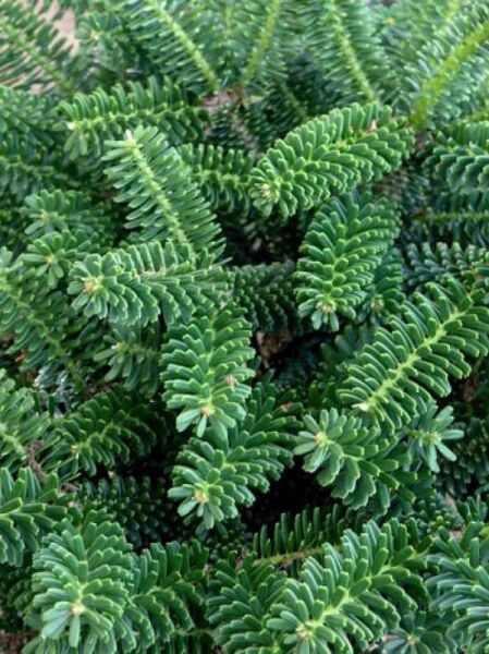 Gedrungene Zwerg-Korea-Tanne (Abies koreana) 'Alpin Star' mit dichtem, grünem Nadelkleid, Nahaufnahme der Triebspitzen