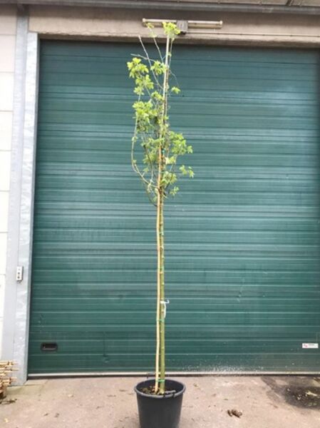 Laburnum watereri 'Vossii' / Edel-Goldregen Hochstamm 10-12 StU im Container, schlanker Stamm mit grünem Laub an Stütze