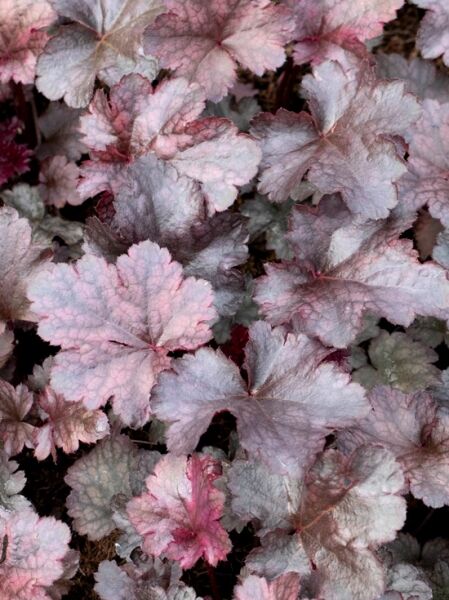 Heuchera micrantha Amethst Myst  /