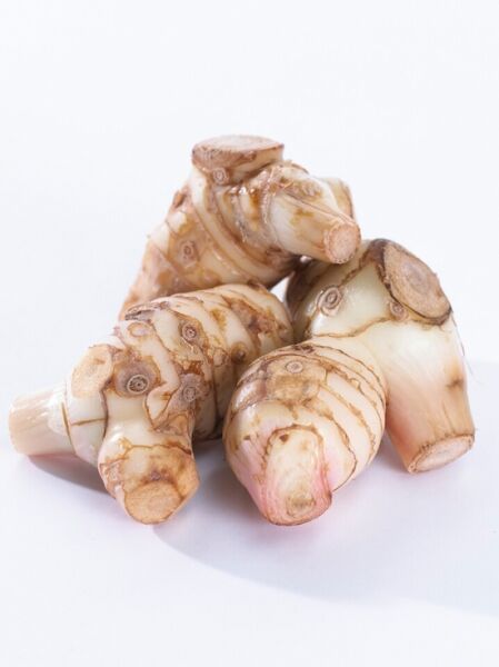 Thai-Ingwer (Alpinia galanga) – frische Rhizomstücke mit hellen Schnittflächen und brauner, ringförmiger Zeichnung