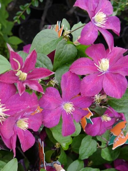 Waldrebe 'Madame Edouard Andre' / Clematis 'Madame Edouard Andre'