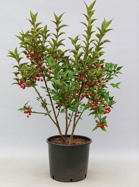 Pfaffenhütchen Euonymus europaeus 'Red Cascade' 100-125 cm C20, mehrstämmiger Strauch im Topf mit roten Früchten und grünen Blättern