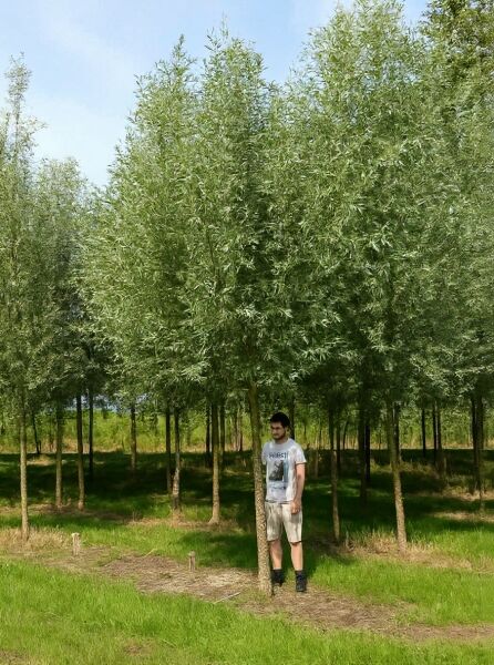 Salix alba (Silber-Weide/Weiß-Weide) Hochstamm 25-30 StU mit Drahtballen, Baum mit schmalen Blättern im Freiland.