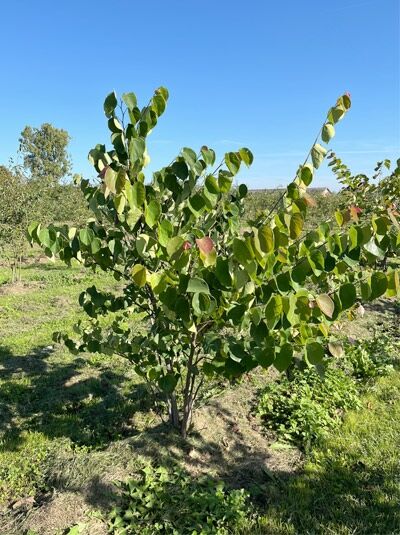 Amerikanischer Judasbaum / Kanadischer Judasbaum &#039;mehrstämmig&#039; / Cercis canadensis