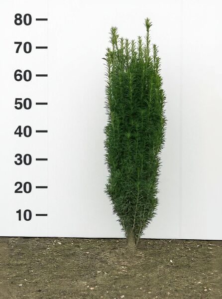 Taxus baccata 'Fastigiata' / Säulen-Eibe 'Fastigiata' 60-80 cm m. B., schlank aufrecht wachsendes Nadelgehölz mit grünem Laub