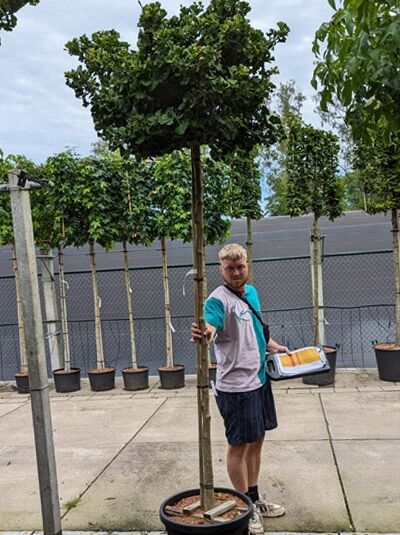 Ballförmiger Ginkgobaum / Ballförmiger Ginkgobaum