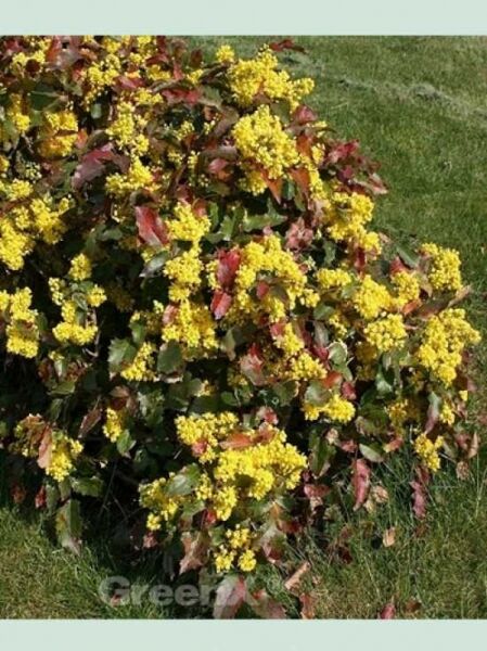 Niedrige Mahonie 'Apollo' / Mahonia aquifolium 'Apollo'