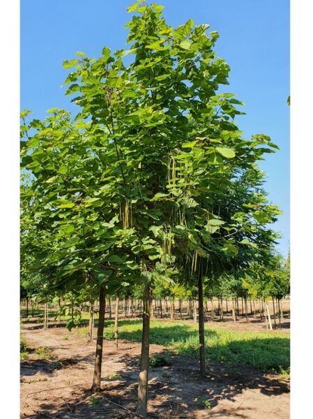 Gold-Trompetenbaum / Catalpa bignonioides 'Aurea'