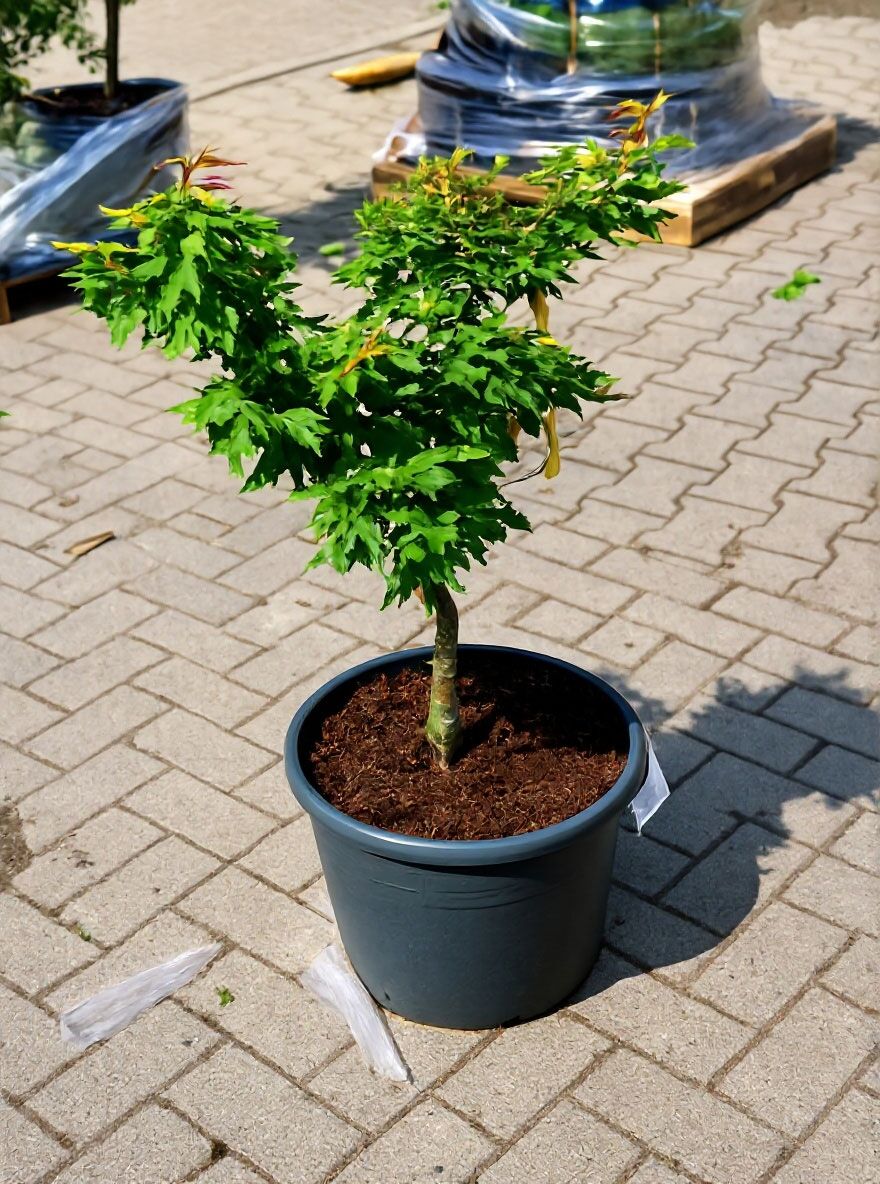 Grner Zwerg-Fcherahorn 'Mikawa yatsubusa' - Acer palmatum 'Mikawa  yatsubusa'
