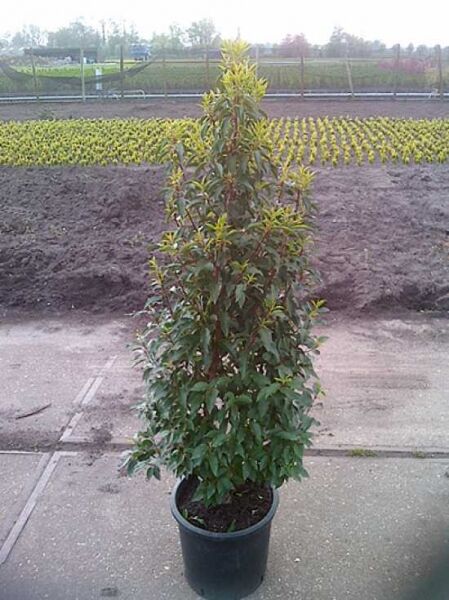 Portugiesischer Kirschlorbeer / Portugiesischer Kirschlorbeer