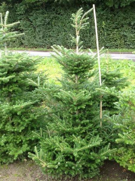 Abies koreana / Korea-Tanne