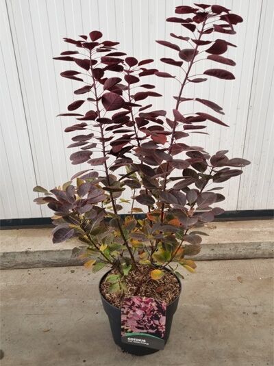 Roter Perückenstrauch Cotinus coggygria 'Royal Purple', 80-100 cm C7, Strauch im Topf mit dunkel purpurfarbenem Laub.