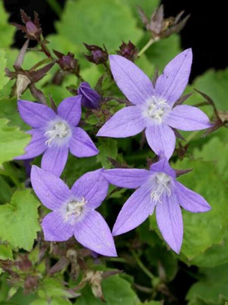 Hängepolster-Glockenblume Campanula poscharskyana 'Trollkind' mit violetten, sternförmigen Blüten und grünem Laub.