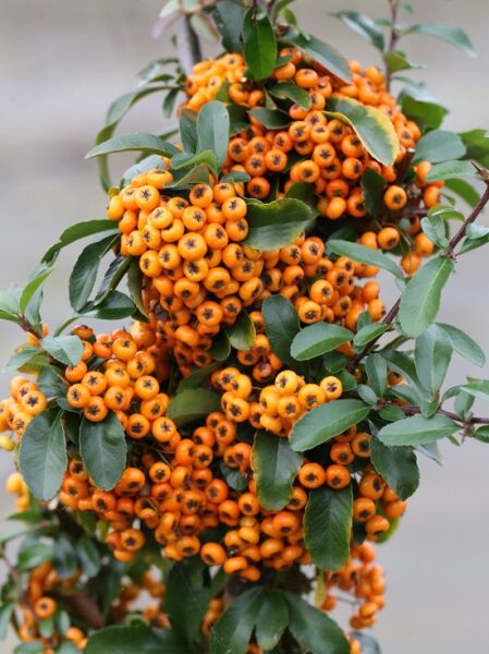 Feuerdorn 'Saphyr Orange' ® / Feuerdorn 'Saphyr Orange' ®