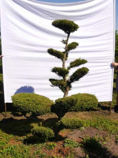 Garten-Bonsai Juniperus media 'Hetzii' (Wacholder), ca. 200 cm hoch, 150 cm breit, mehrstämmig mit rund geschnittenen Polstern