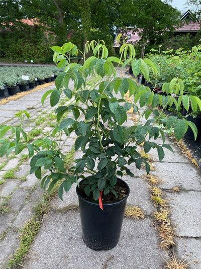 Englische Rose Rosa 'Charles de Mills' C5, buschiger Rosenstrauch im Topf mit grünen Blättern und frischen Trieben.