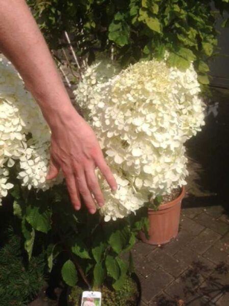 Rispen-Hortensie 'Phantom' / Hydrangea paniculata 'Phantom'