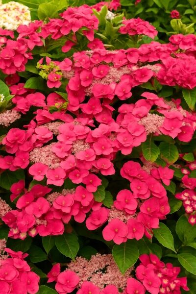 Teller-Hortensie 'Eisvogel' / Teller-Hortensie 'Eisvogel'