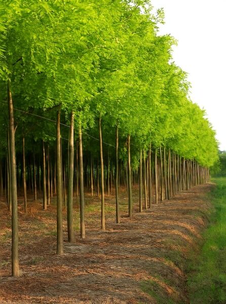 Robinia pseudoacacia 'Frisia' (Goldakazie/Gold-Robinie) Hochstamm, Reihe von Bäumen mit grünem Laub in Baumschule