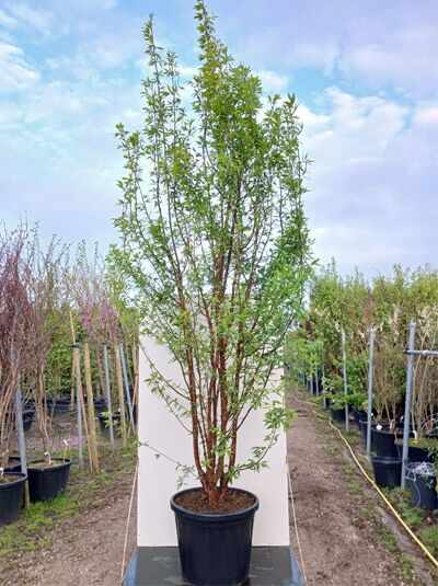 Mahagoni-Kirsche / Tibetanische Berg-Kirsche - Prunus serrula