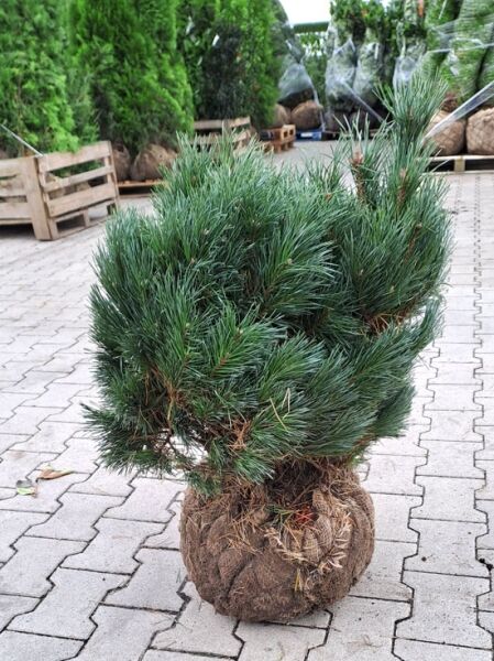 Blaue flache Zwerg-Kiefer 'Chantry Blue' / Pinus sylvestris 'Chantry Blue'
