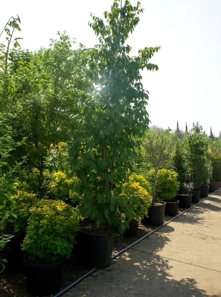 Chinesischer Blumen-Hartriegel 'Milky Way' (Cornus kousa var. chinensis), Solitärbaum im Container C150, 250–300 cm hoch