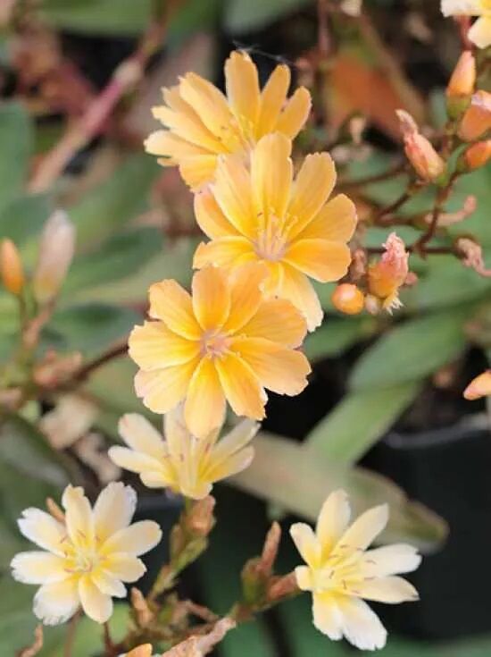Garten-Bitterwurz / Lewisia longipetala Little Mango