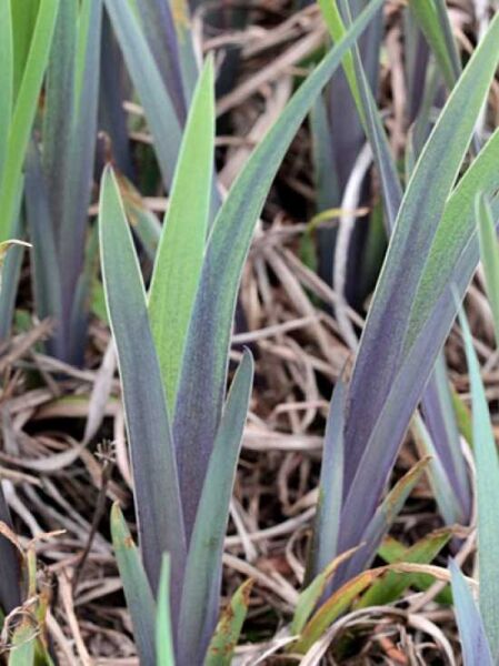 Iris versicolor 'Gerald Darby' / Sumpf-Schwertlilie 'Gerald Darby'
