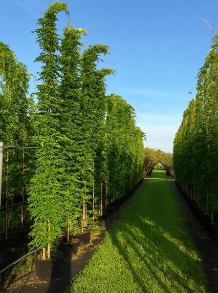 Wisteria sinensis 'Prolific' / Chinesischer Blauregen 'Prolific' 400-450 cm C30, hoch wachsend im Topf, belaubt mit Klettertrieb