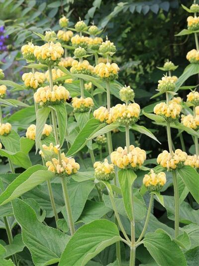 Russel-Brandkraut / Phlomis russeliana