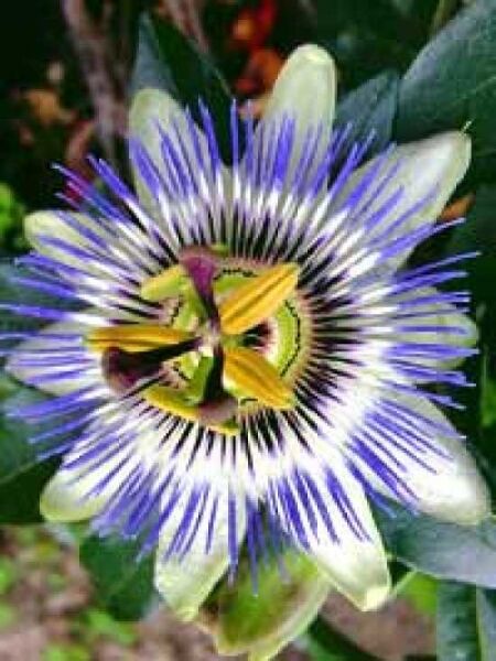 Großblumige Blaue Passionsblume / Passiflora caerulea 'Grandiflora'