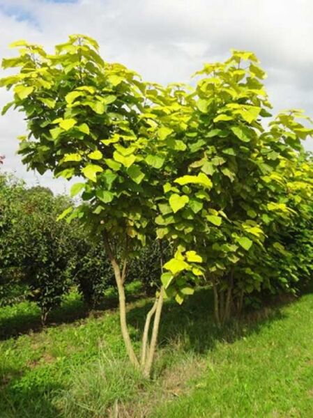 Mehrstämmiger Gold-Trompetenbaum (Catalpa bignonioides 'Aurea') mit gelbgrünem Laub und aufrechtem Wuchs.
