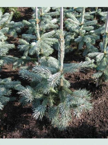 Picea engelmannii 'Glauca' / Engelmanns-Fichte 'Glauca' 30-40 cm m. B., junger Nadelbaum mit blaugrünen Nadeln