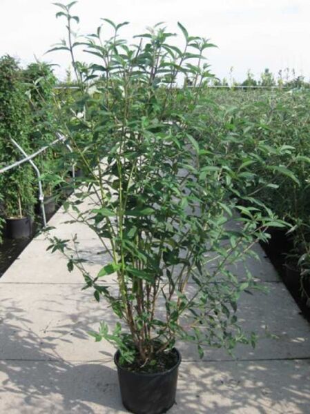 Buddleja davidii 'Black Knight' (Sommerflieder) im Topf C20, 175–200 cm, aufrechter Strauch mit grünen, schmalen Blättern.