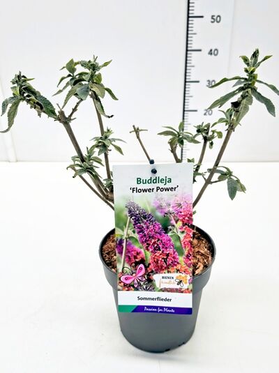 Sommerflieder 'Flower Power'® / Buddleja davidii 'Flower Power'®