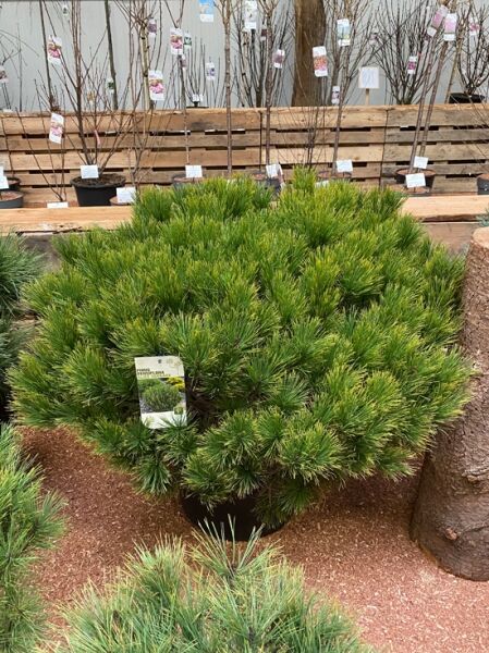Pinus densiflora 'Alice Verkade' / Kiefer 'Alice Verkade', japanische Strauchkiefer Solitär, 80-100 cm m. B.