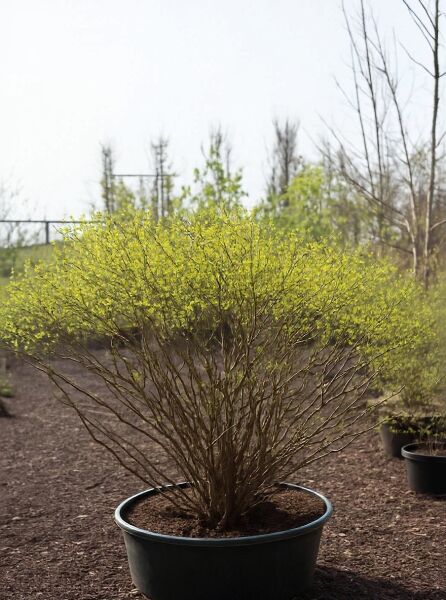 Corylopsis pauciflora (Glockenhasel/Schlüsselblumenstrauch) 100-125 cm C100 Solitär im Container, mehrtriebiger Strauch mit Austrieb