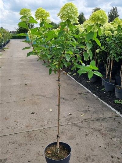 Rispen-Hortensie 'Phantom' (Hydrangea paniculata 'Phantom') 100 cm Stamm C10 im Topf, mit grünen Rispenblüten und Laubkrone.