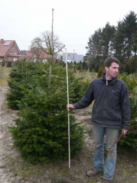 Abies nordmanniana / Nordmanns-Tanne / Kaukasus-Tanne